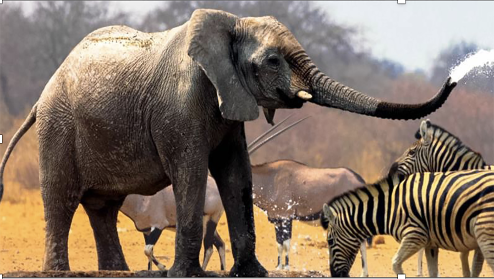 Gondwana Game Reserve � Safari 